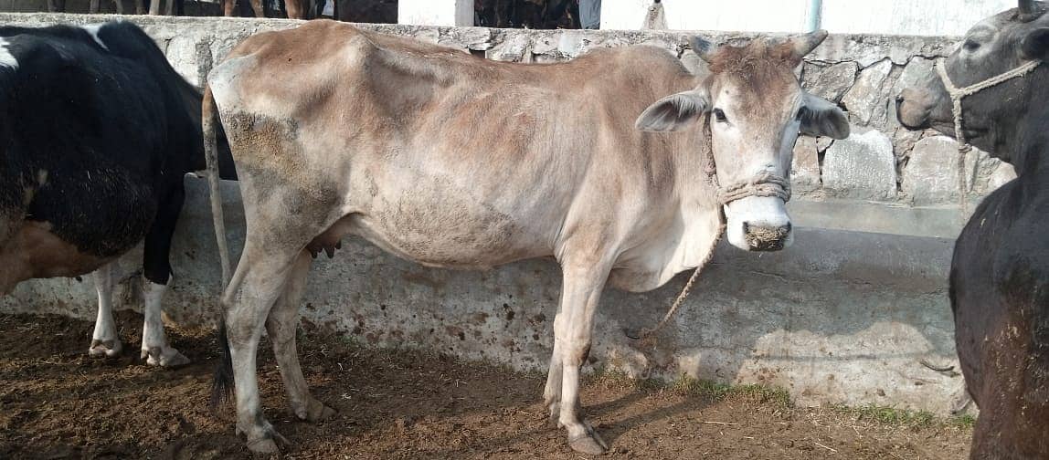 Desi cow | Cross cow | Mix Breeds cow 7