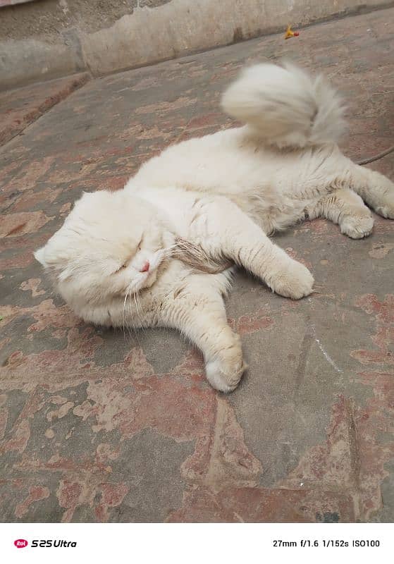 Persian male cat available 2