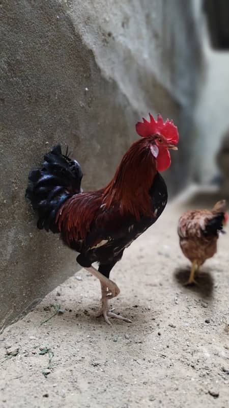 desi hens pair 9