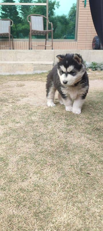 Siberian husky puppy | wolly Coat puppies |  husky Dog | Pedigreed 4