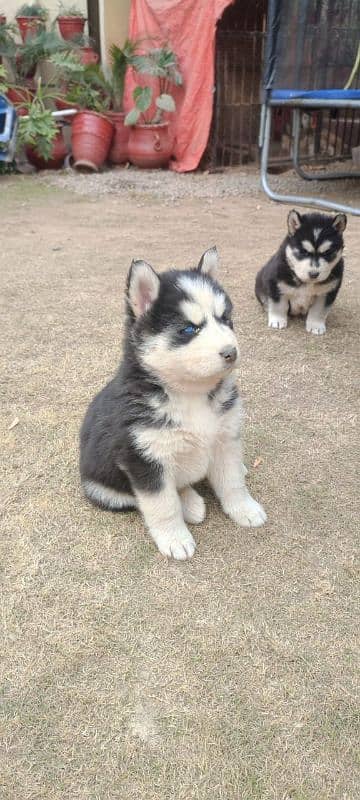 Siberian husky puppy | wolly Coat puppies |  husky Dog | Pedigreed 5