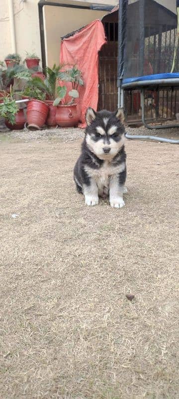 Siberian husky puppy | wolly Coat puppies |  husky Dog | Pedigreed 6