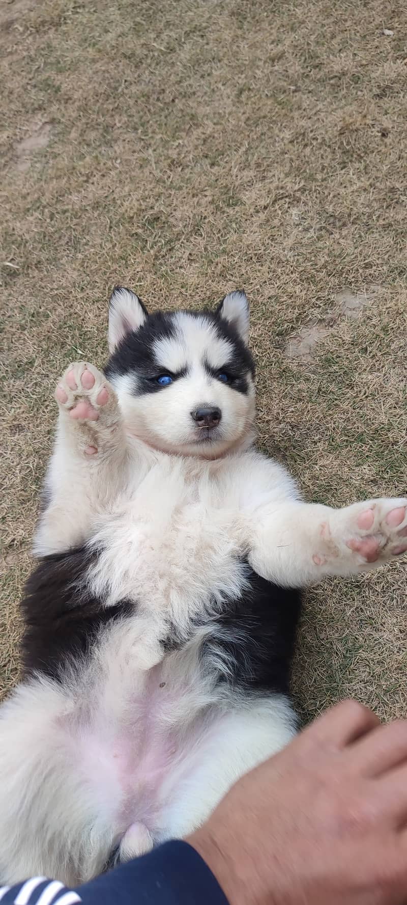 Siberian husky puppy | wolly Coat puppies |  husky Dog | Pedigreed 9