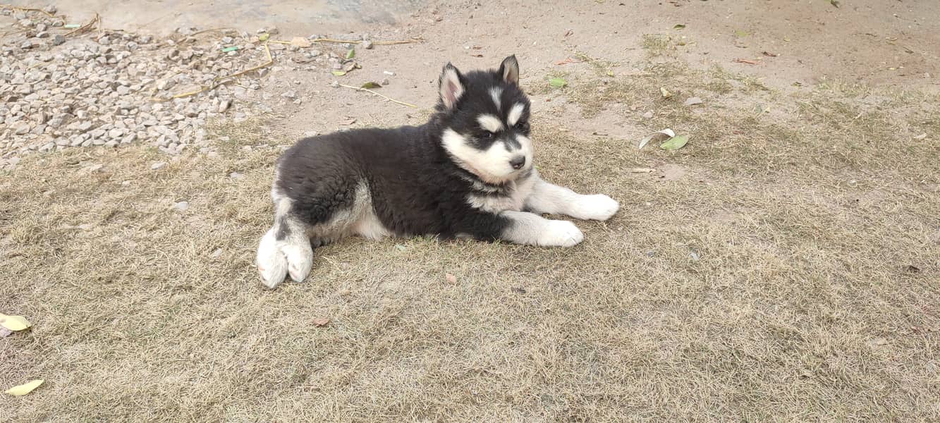 Siberian husky puppy | wolly Coat puppies |  husky Dog | Pedigreed 10