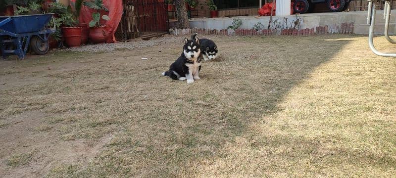 Siberian husky puppy | wolly Coat puppies |  husky Dog | Pedigreed 12