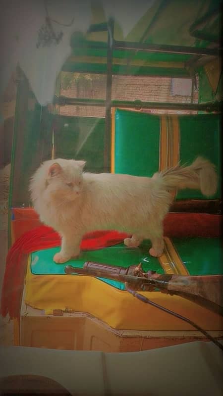 Persian male cat 2