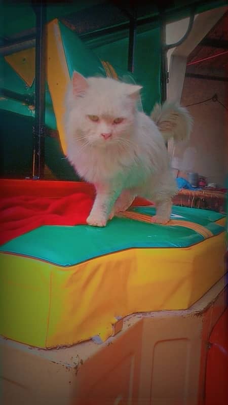 Persian male cat 3