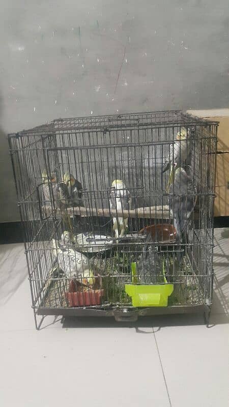 10 pearl cocktail parrots for sale 0