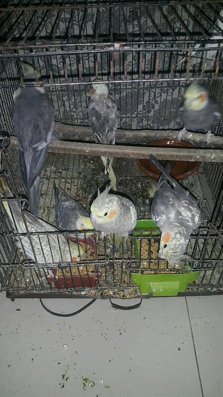 10 pearl cocktail parrots for sale 1