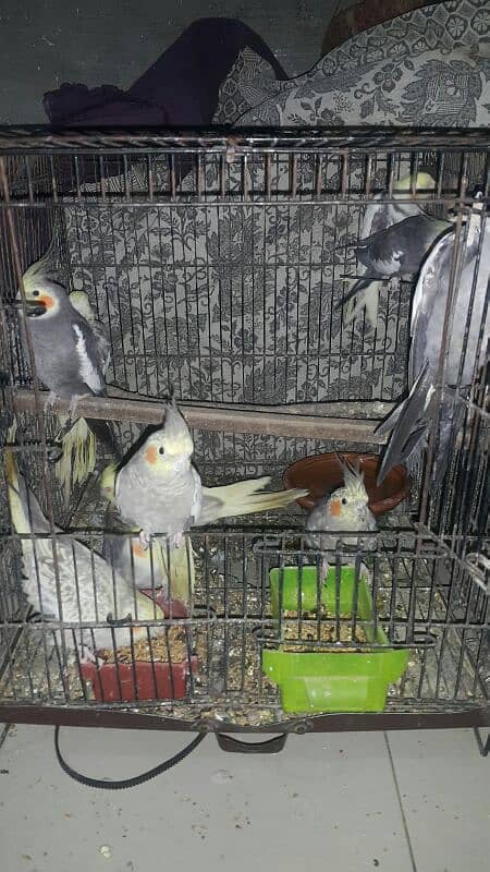 10 pearl cocktail parrots for sale 2