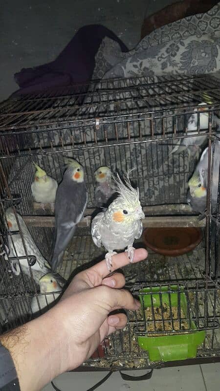 10 pearl cocktail parrots for sale 3