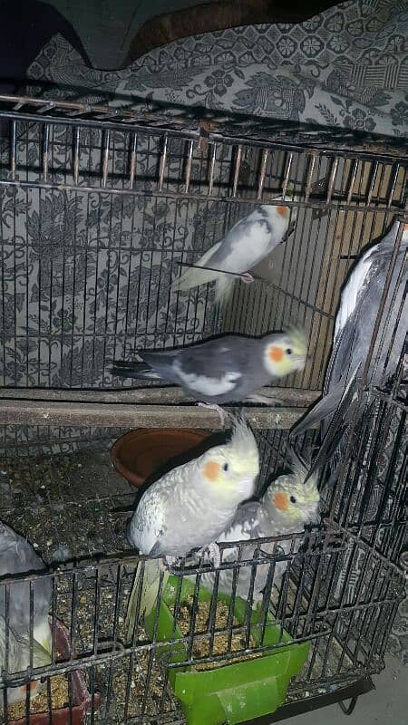 10 pearl cocktail parrots for sale 4