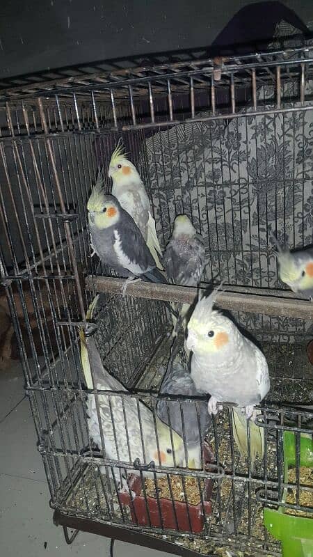 10 pearl cocktail parrots for sale 5