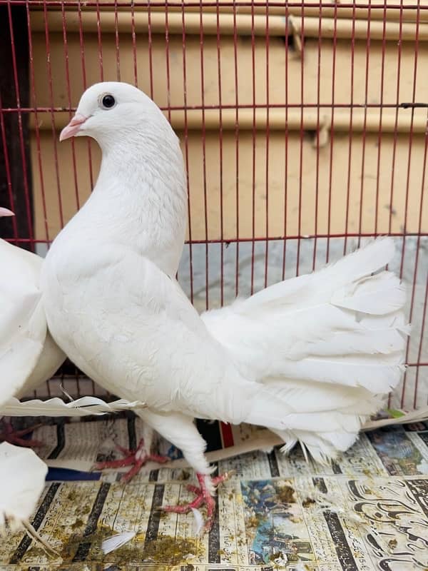 White English Fantail Pigeon 0