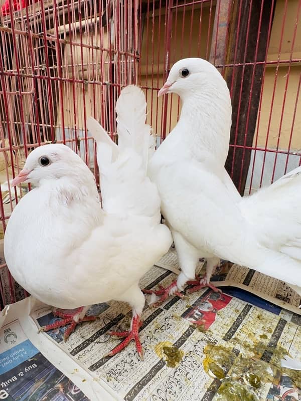 White English Fantail Pigeon 1