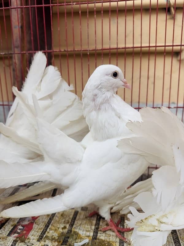 White English Fantail Pigeon 2