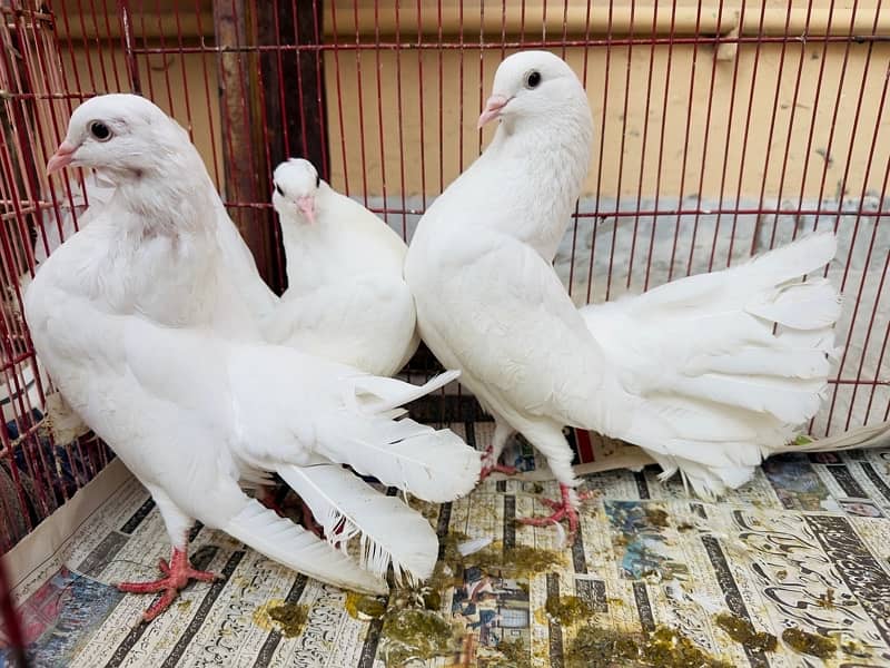 White English Fantail Pigeon 3