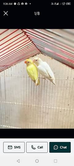 breeder pair. albino red i and decino