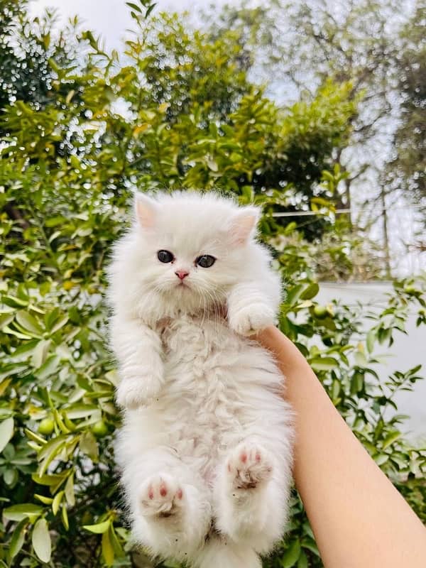 Persian Triple coated kitten semi punch face & Doll face cat 0