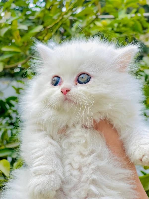 Persian Triple coated kitten semi punch face & Doll face cat 1