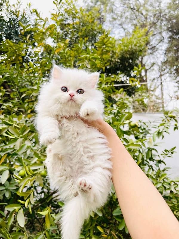 Persian Triple coated kitten semi punch face & Doll face cat 2