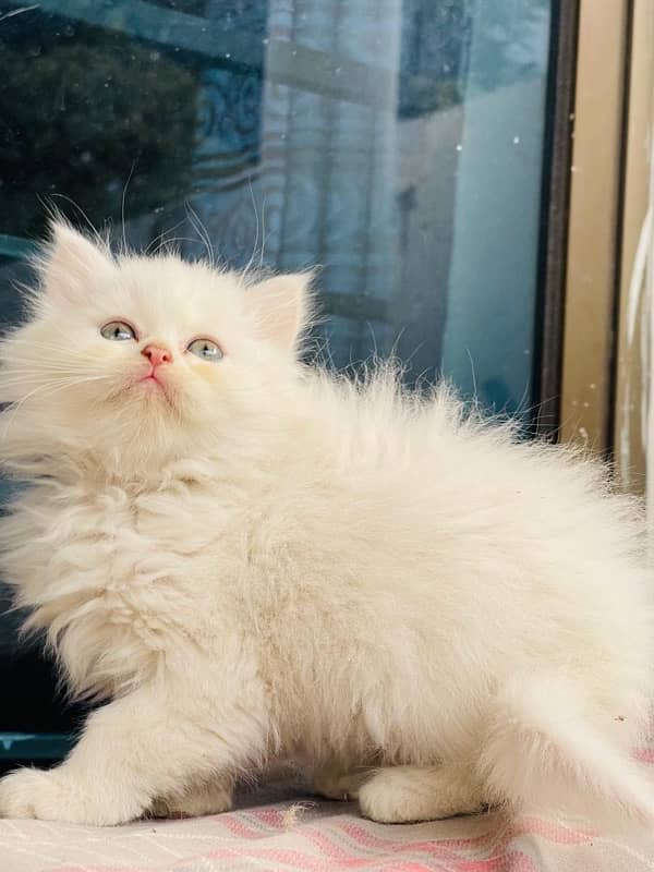 Persian Triple coated kitten semi punch face & Doll face cat 5