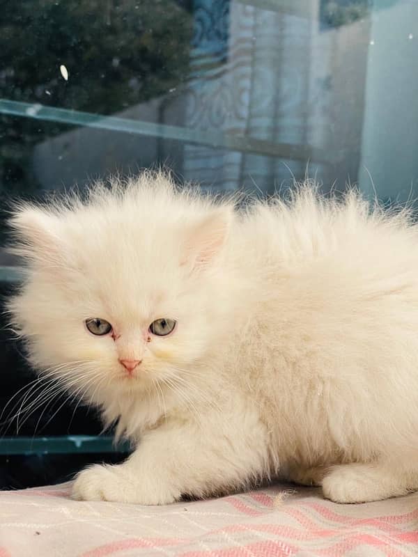 Persian Triple coated kitten semi punch face & Doll face cat 6