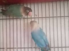 love birds for sale