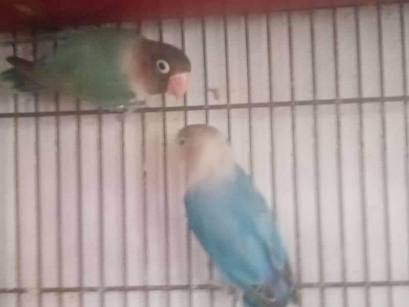 love birds for sale 0