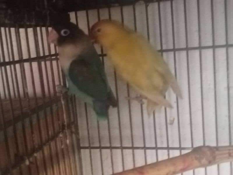 love birds for sale 2