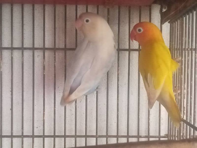 love birds for sale 3