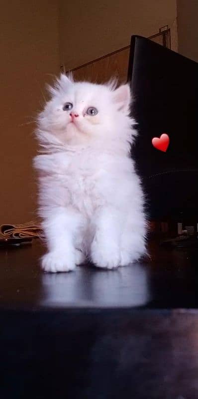 Persian long Coated Semi Punch Face Kittens 0