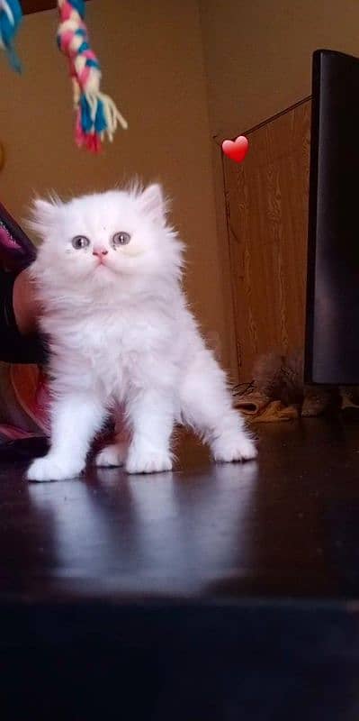 Persian long Coated Semi Punch Face Kittens 1