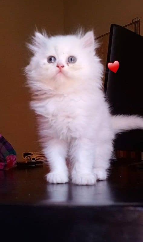 Persian long Coated Semi Punch Face Kittens 3