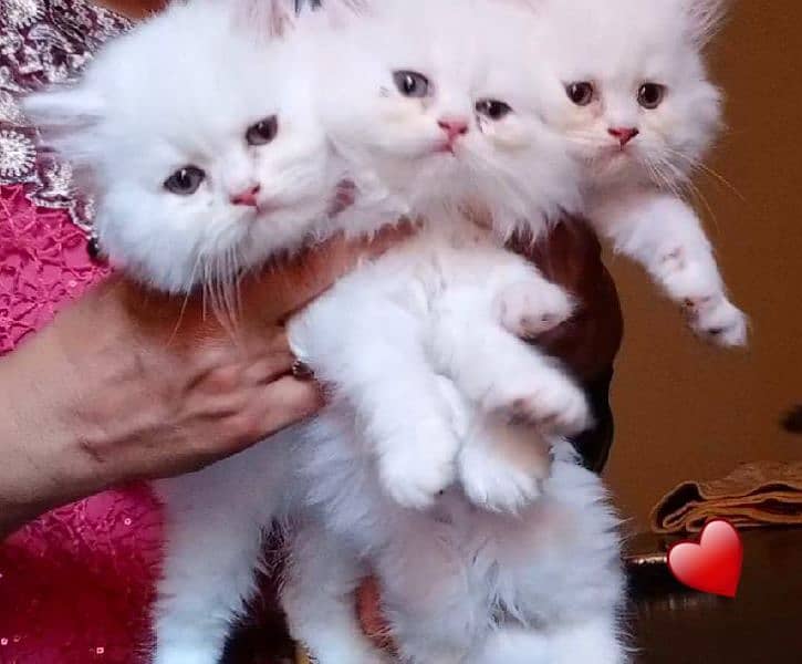 Persian long Coated Semi Punch Face Kittens 4