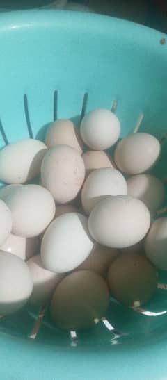 100% organic desi eggs guranteed