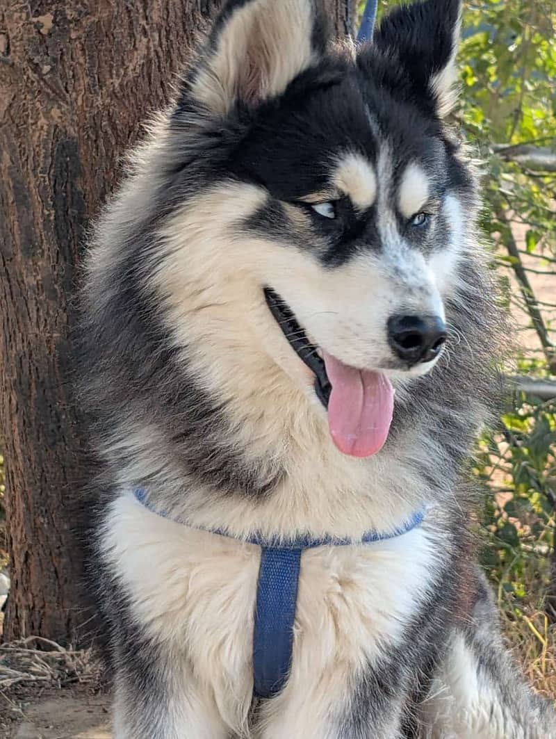 Siberian huskey melamute 0