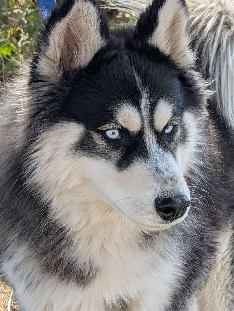 Siberian huskey melamute 1