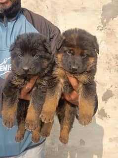 German shepherd puppy