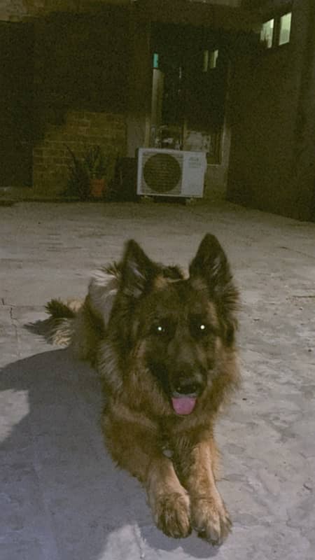 german shepherd breeder female 0