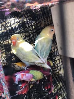 love birds 3 breeder pairs