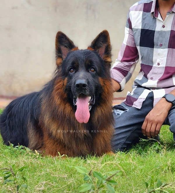 German  King Shepherd pink Pedigree 0