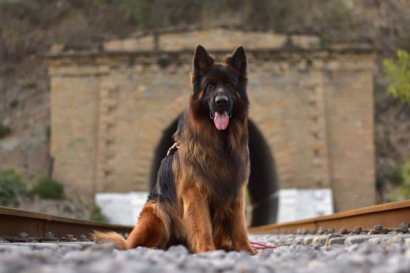 German  King Shepherd pink Pedigree 2