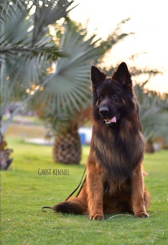 German  King Shepherd pink Pedigree 3