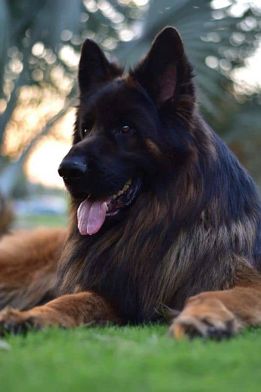 German  King Shepherd pink Pedigree 4