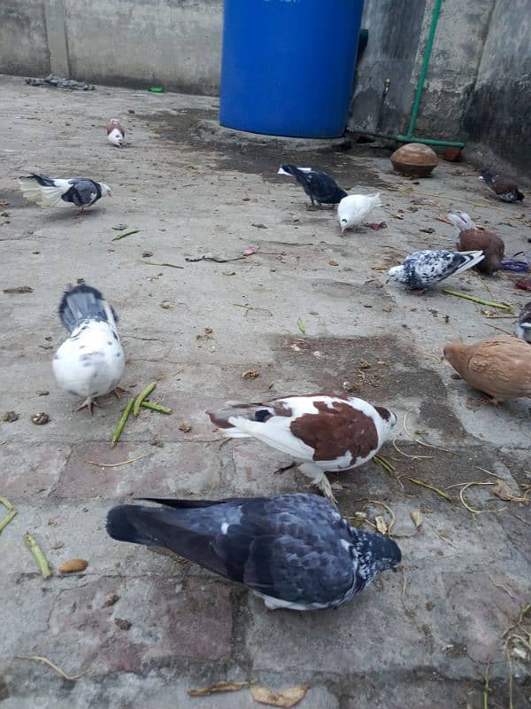 35 mix pigeons 0