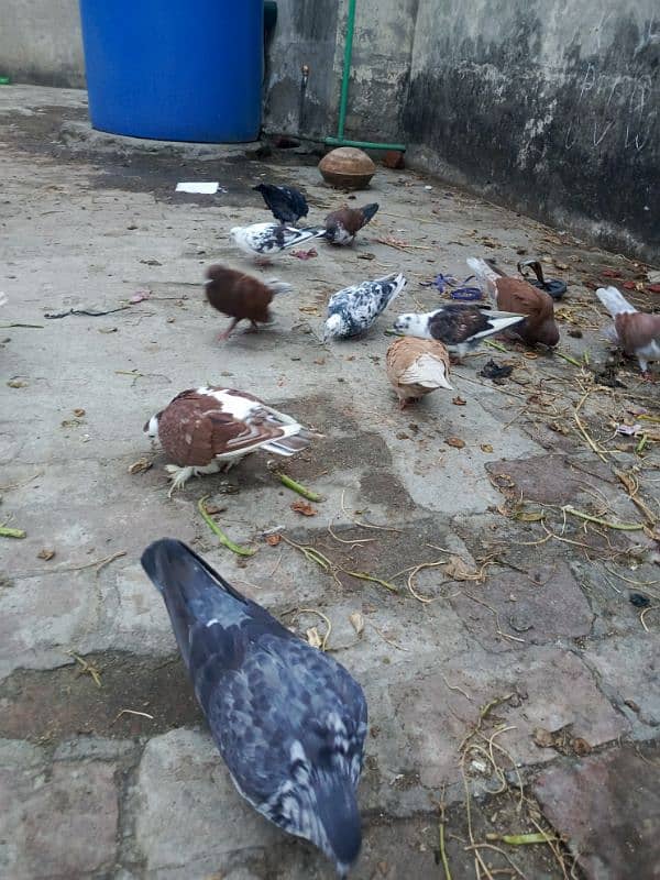 35 mix pigeons 1