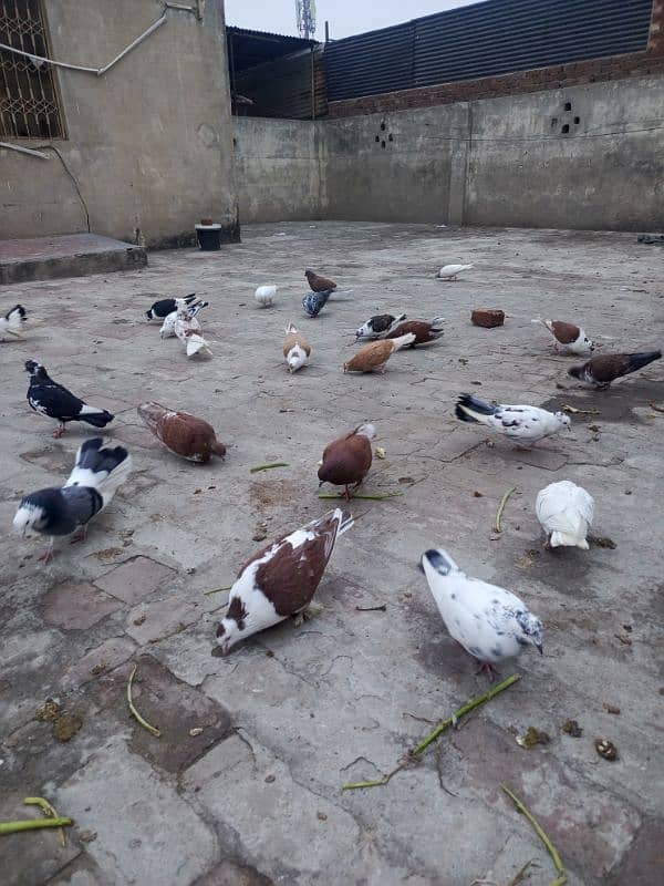 35 mix pigeons 2