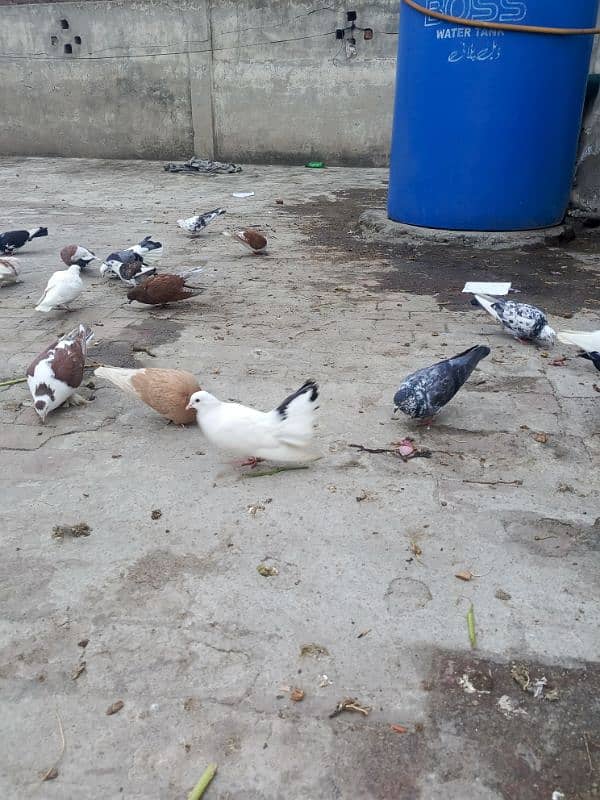 35 mix pigeons 7