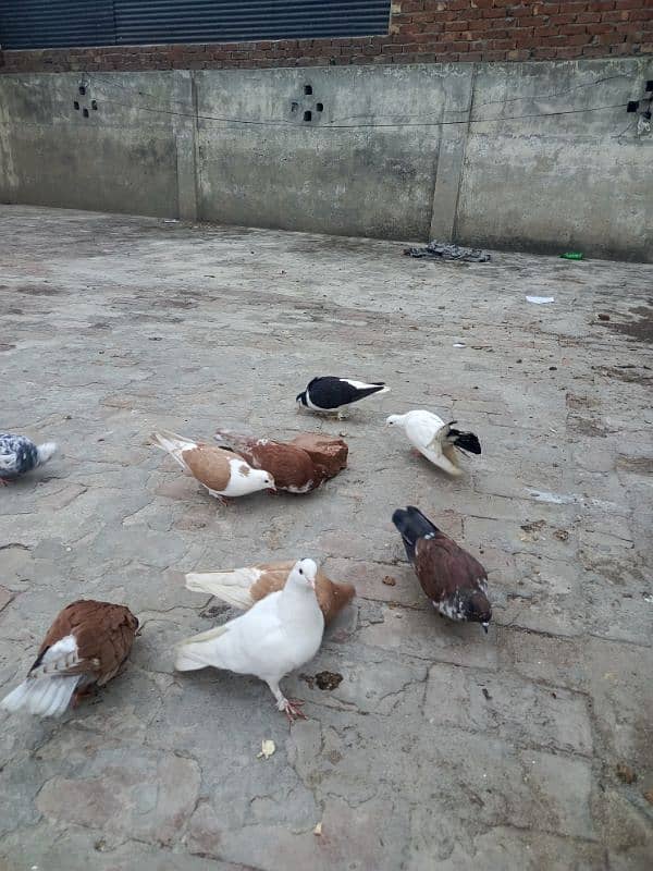 35 mix pigeons 9